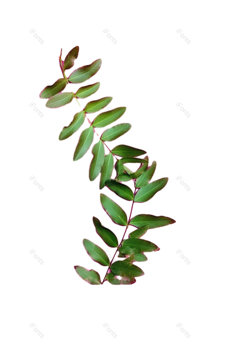 叶子图片,边框元素,装饰PNG,纹理免抠素材